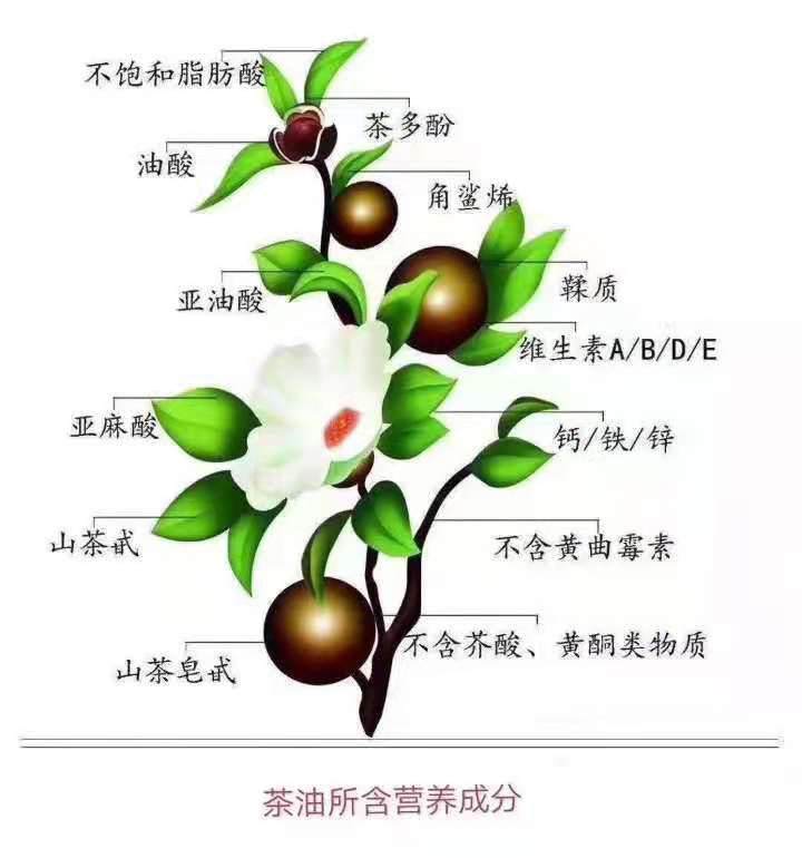 1668758826705889.jpg 營養成分(fēn)圖.jpg