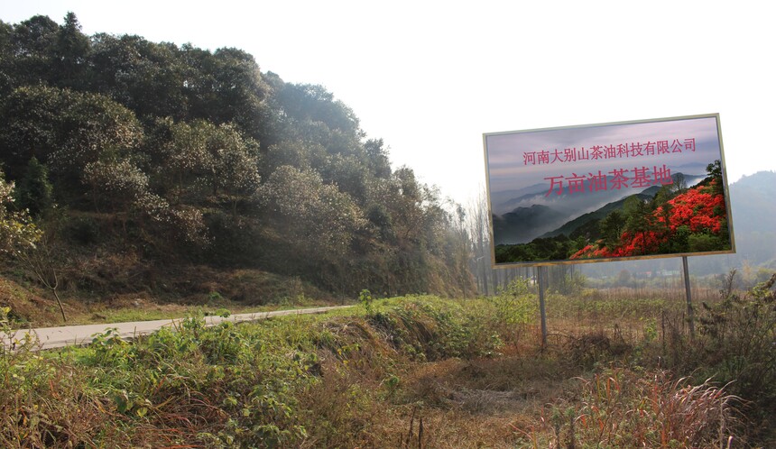 1699757762707755.jpg 油茶基地(dì).jpg