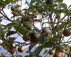 大(dà)别山(shān)茶油