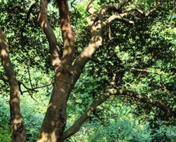 大(dà)别山(shān)茶油